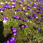 Frühling in Lindau