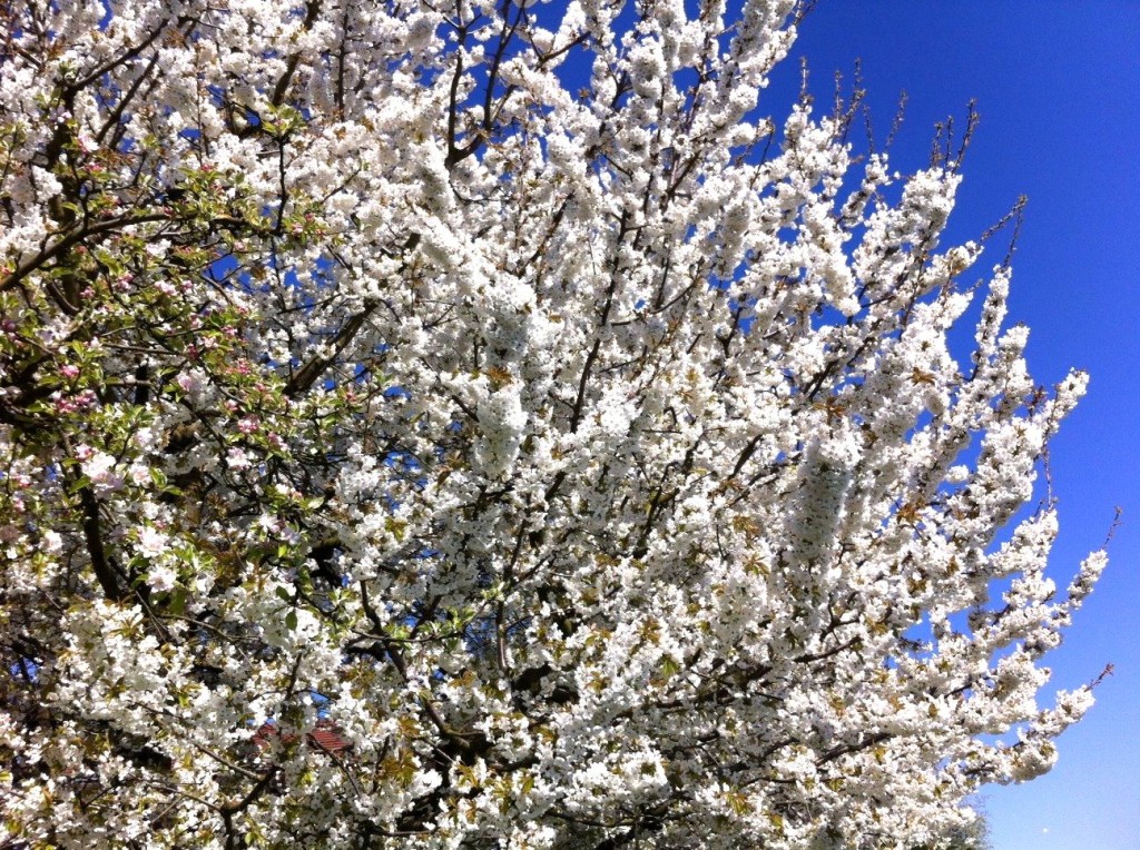 Obstbaumblüte auf der Lindauer Insel