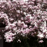 Frühling in Lindau