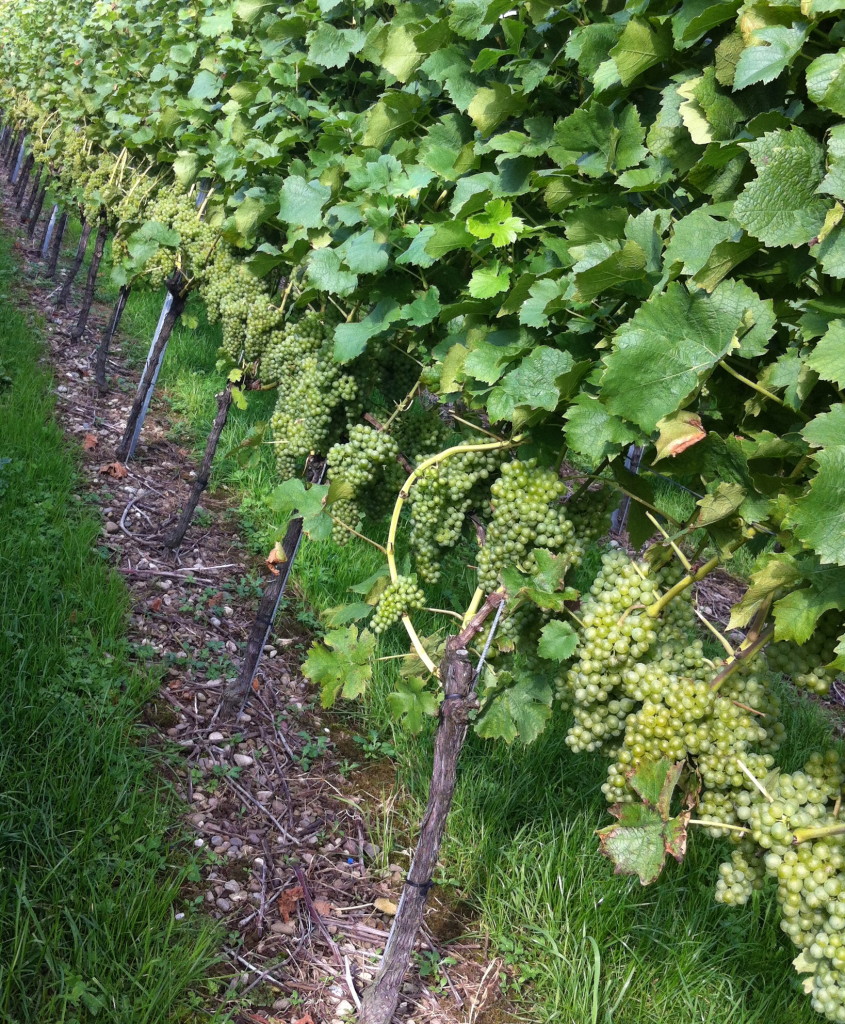 Weißweinlese in Lindau am Bodensee